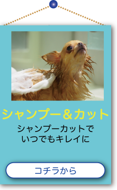 シャンプー＆カット シャンプーカットでいつでもキレイに コチラから