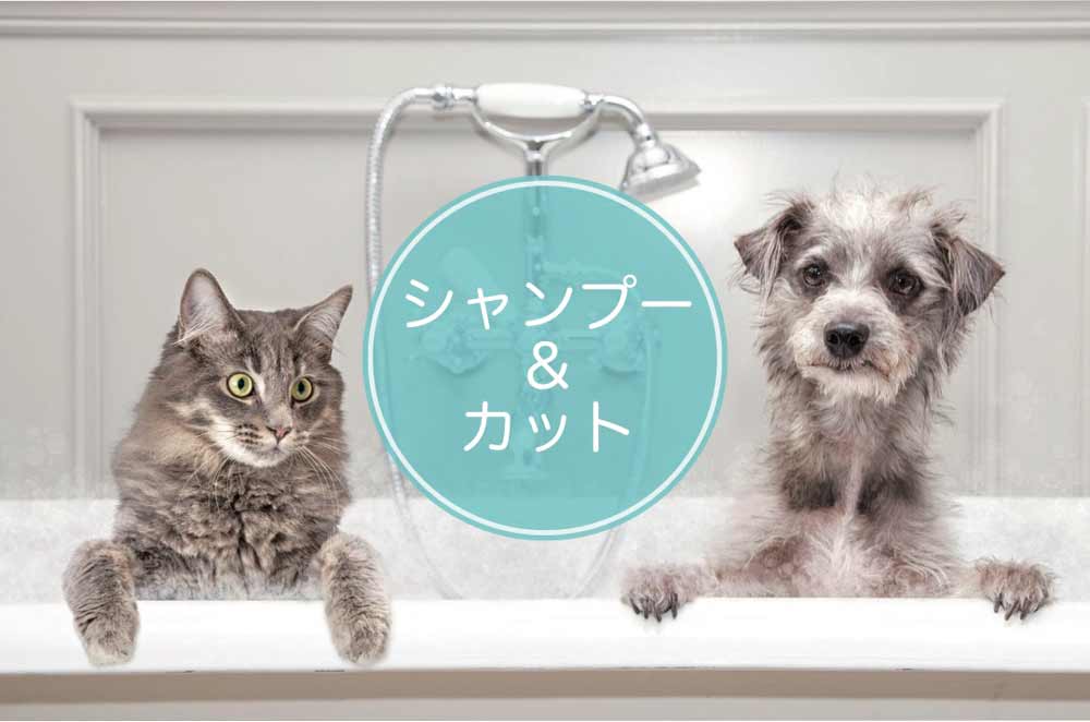 シャンプー＆カット