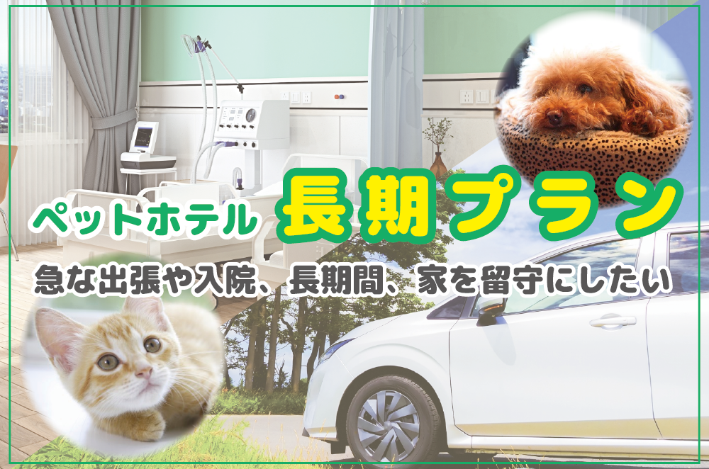 ペットホテル長期プラン 急な出張や入院、長期間、家を留守にしたい